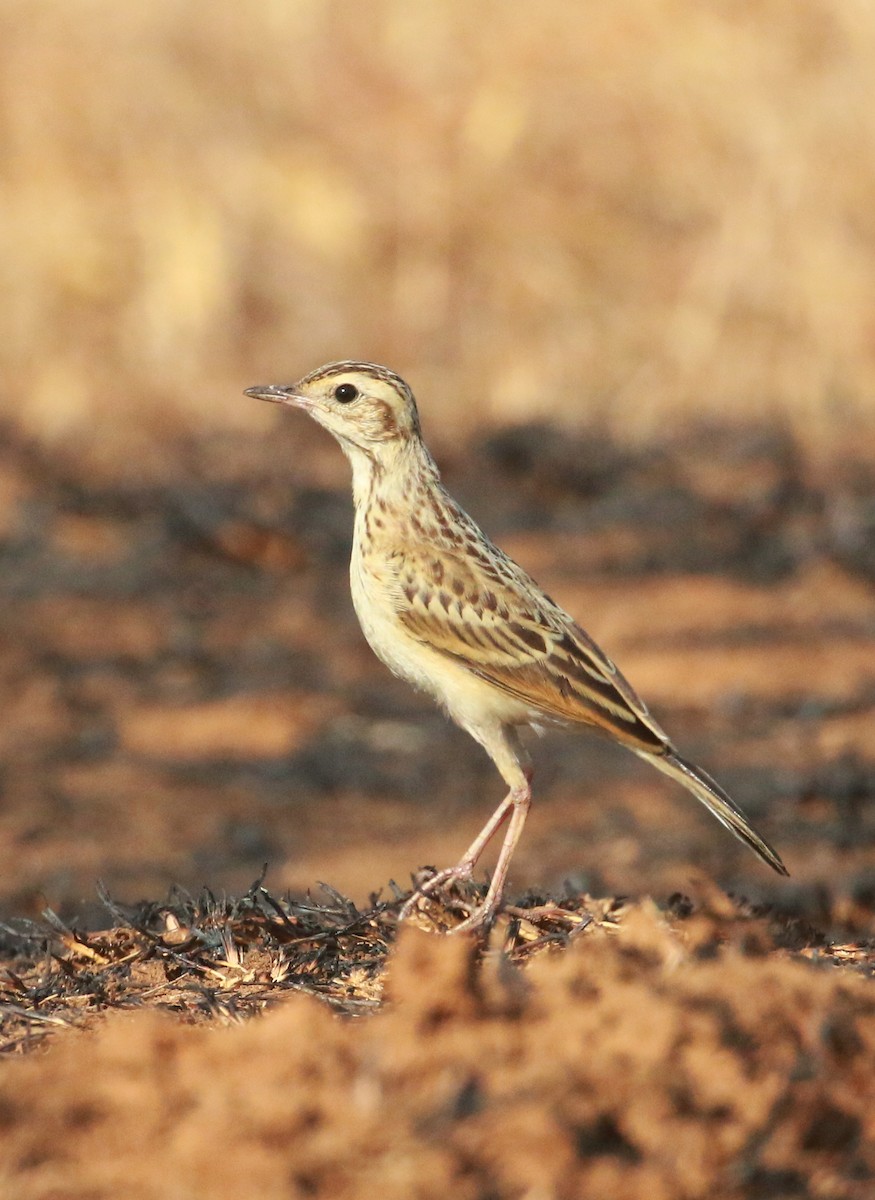 pipit sp. - ML548278311