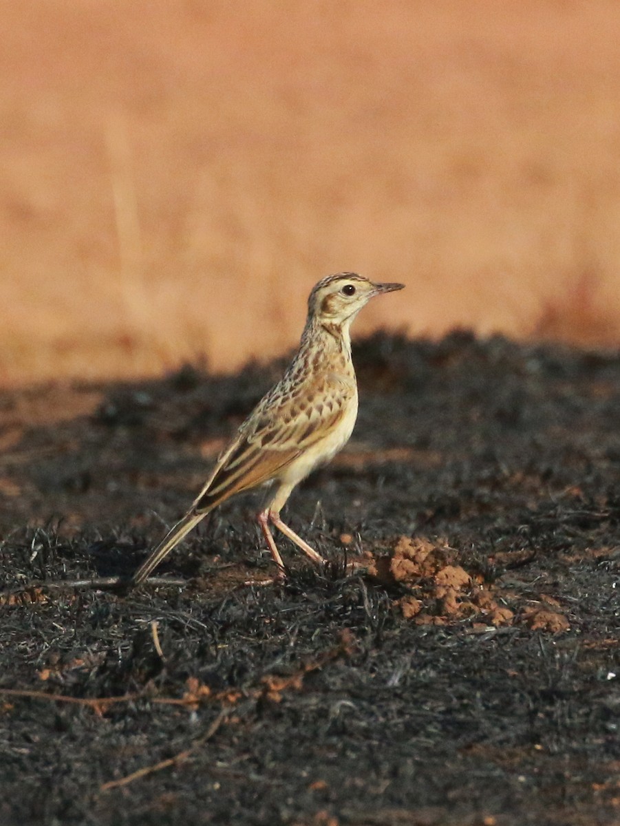 pipit sp. - ML548278321