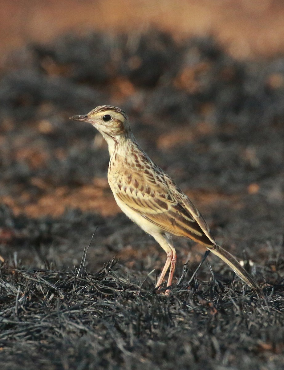 pipit sp. - ML548278351
