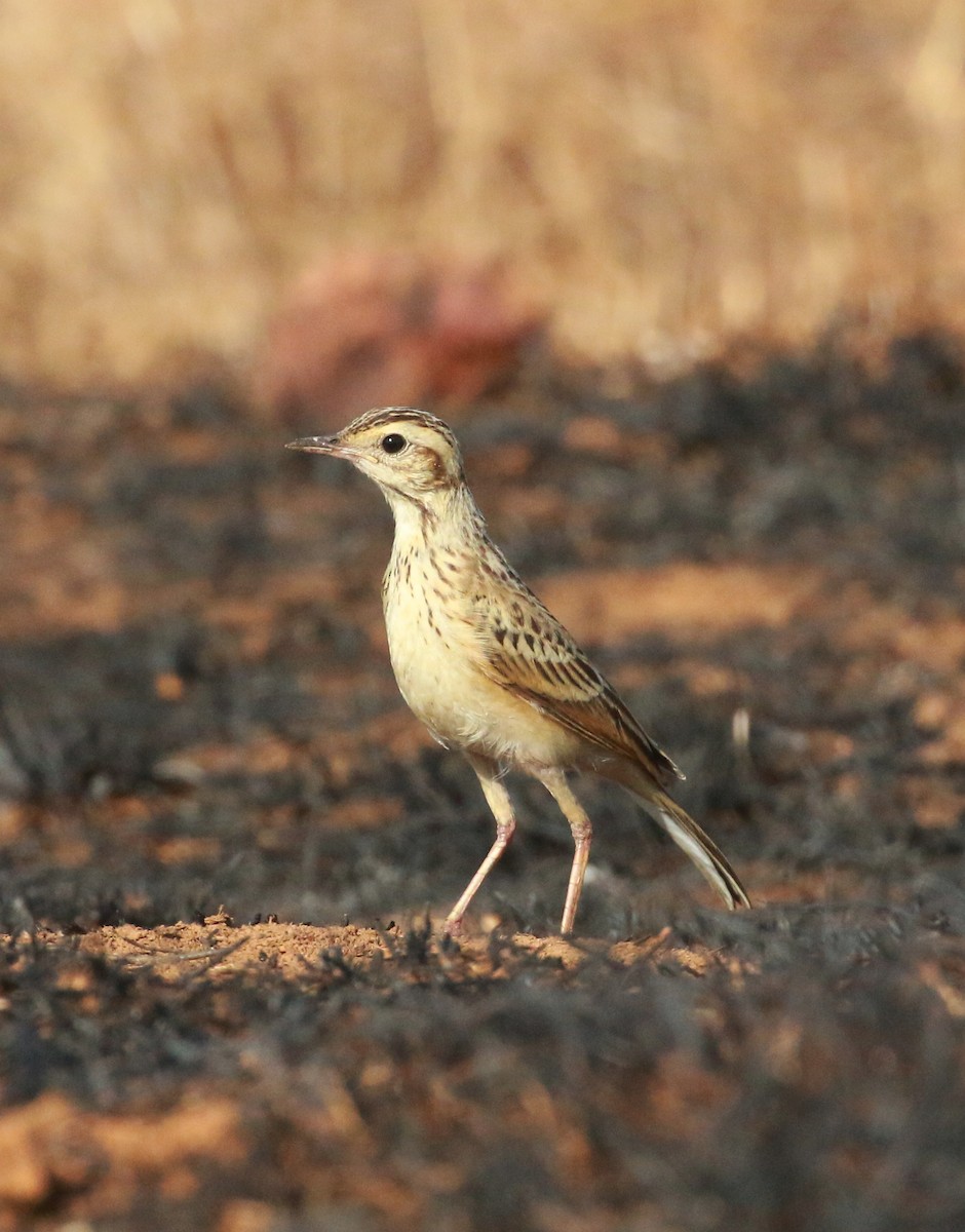 pipit sp. - ML548278361