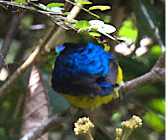 Yellow-bellied Sunbird-Asity - ML548278581