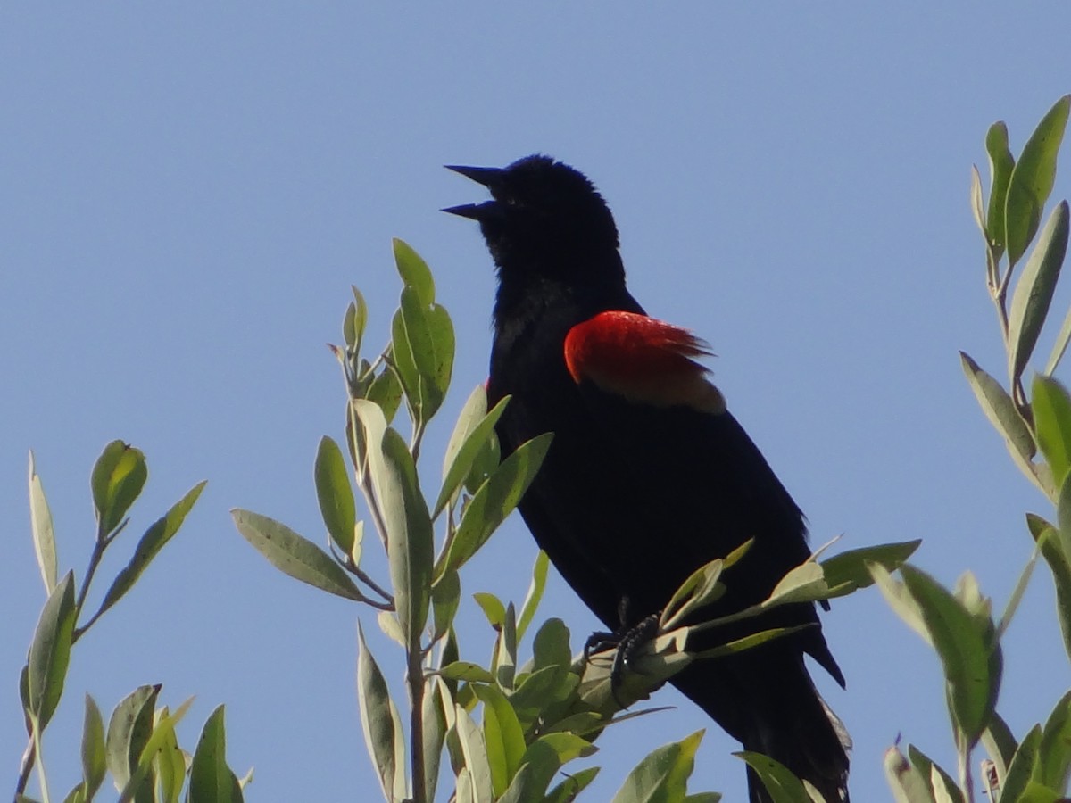 Red-winged Blackbird - ML54828001