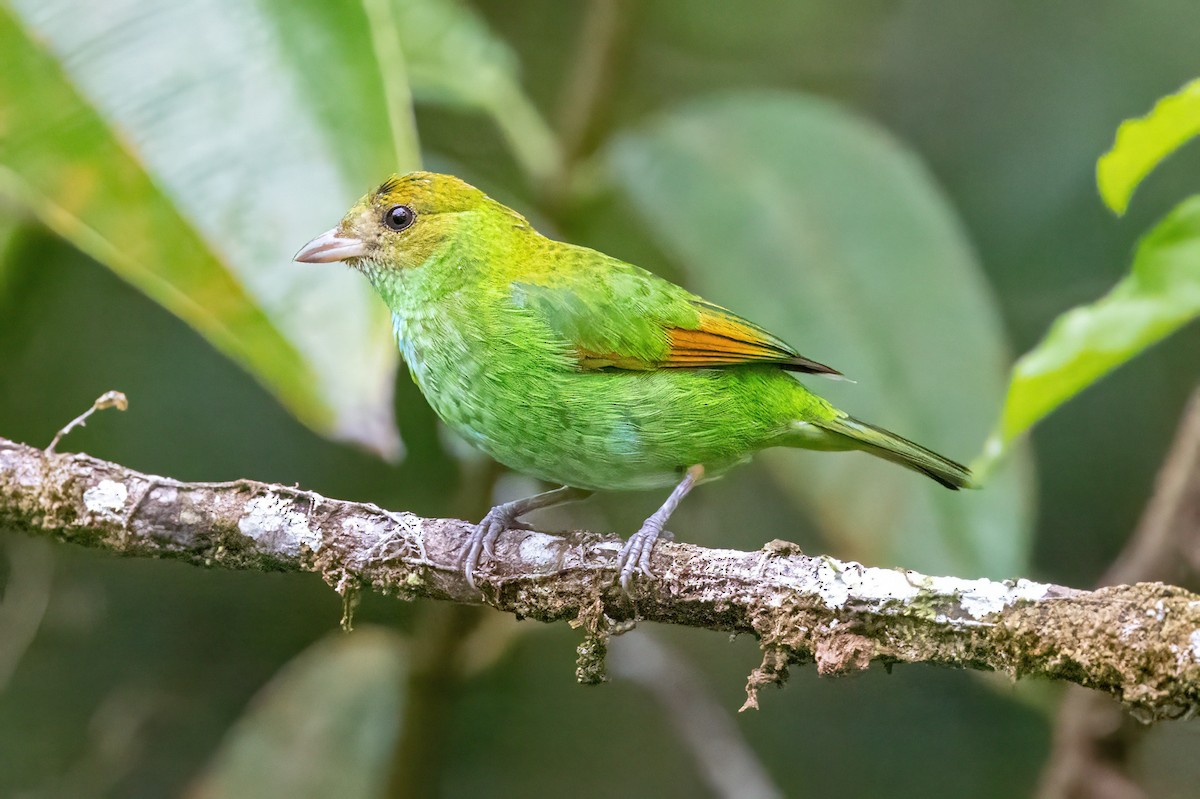 Rufous-winged Tanager - ML548280141