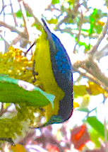 Yellow-bellied Sunbird-Asity - ML548280621