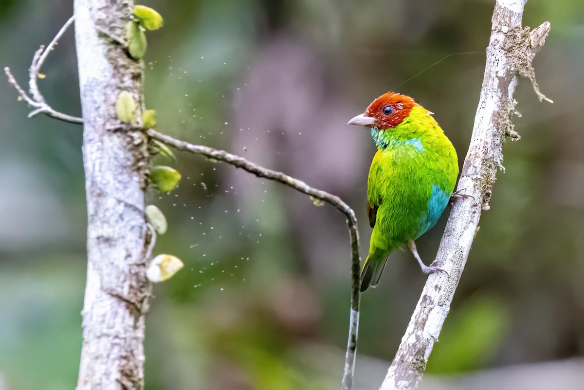 Rufous-winged Tanager - ML548285211