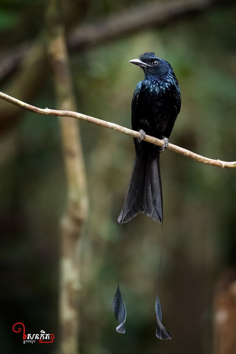 Greater Racket-tailed Drongo - ML548285471