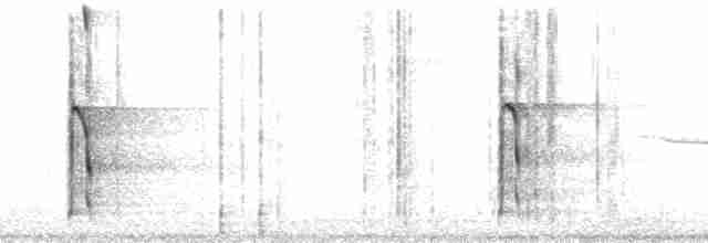 Haarspecht [villosus-Gruppe] - ML54829