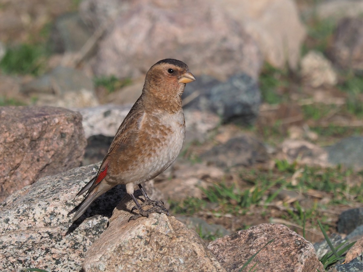 Crimson-winged Finch (African) - ML548290221