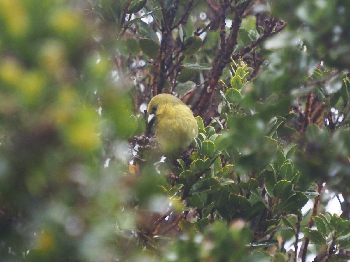 Kauai-Akepakleidervogel - ML548292701