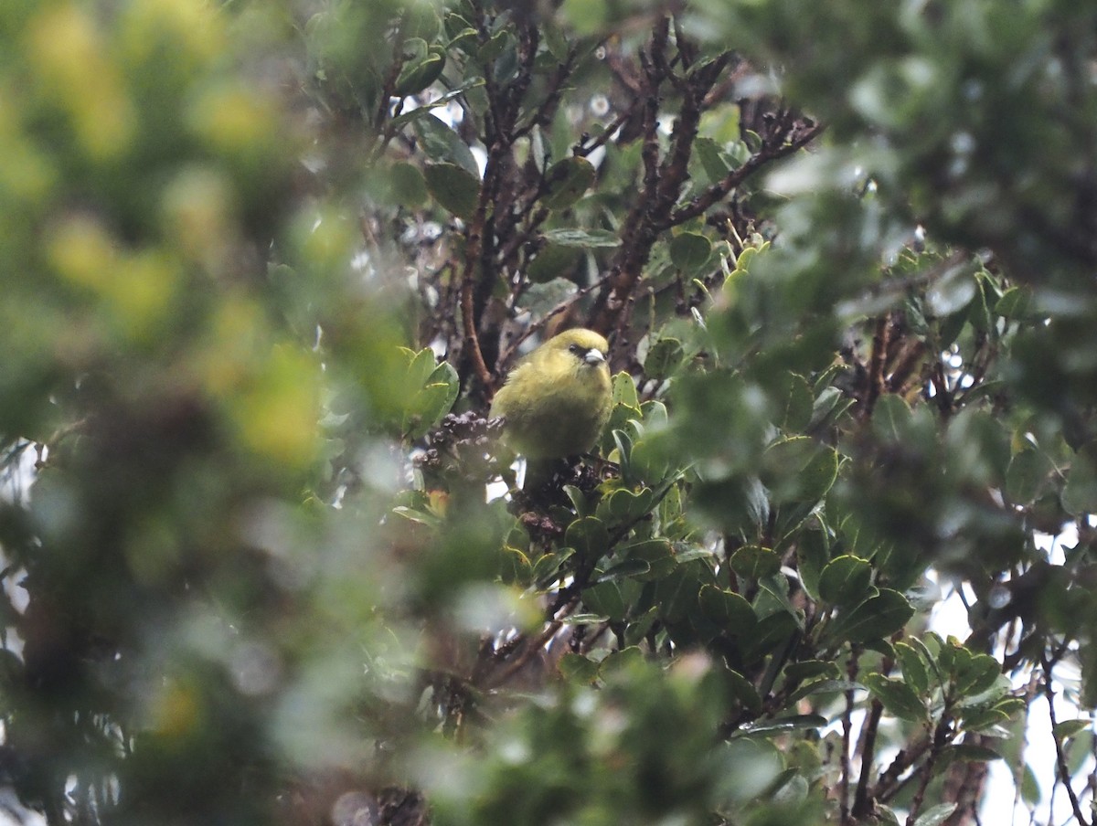 Kauai-Akepakleidervogel - ML548292791