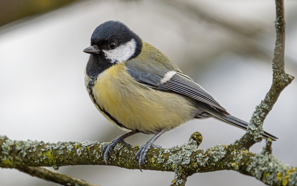 Great Tit (Great) - ML548295401