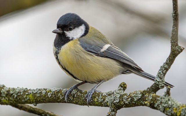 Definitive Basic Female Great Tit (subspecies <em class="SciName notranslate">major</em>). - Great Tit (Great) - 