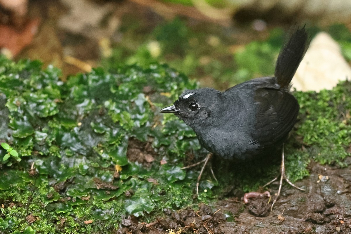 White-crowned Tapaculo - ML548301711