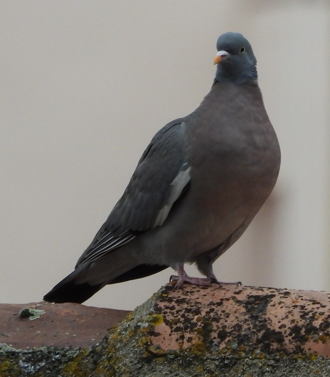 Common Wood-Pigeon - ML548302211