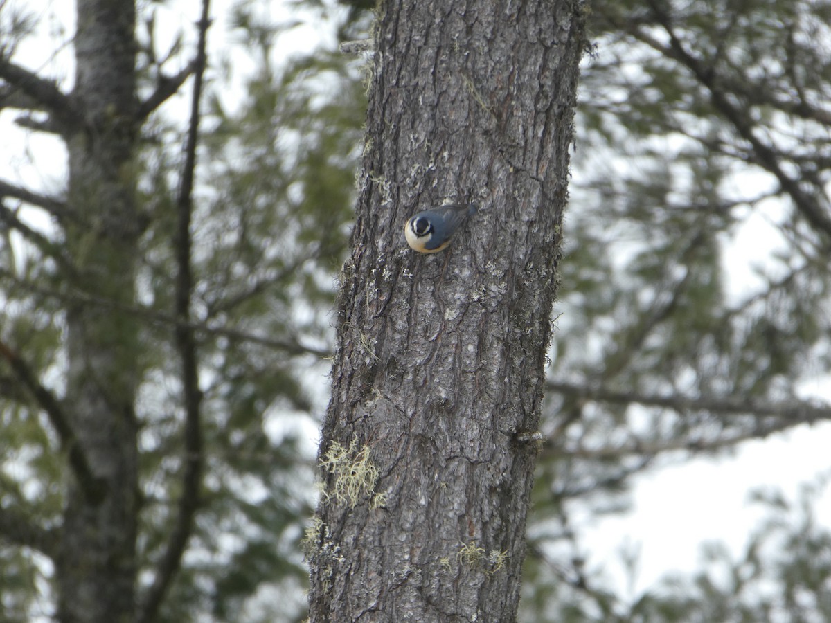 Red-breasted Nuthatch - ML548302221