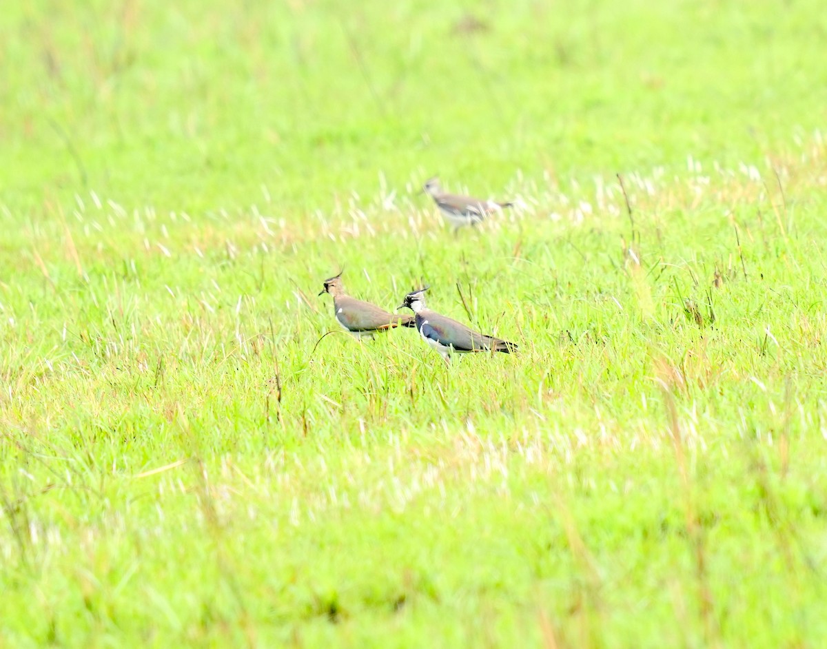 Northern Lapwing - AJAY ARNOLD