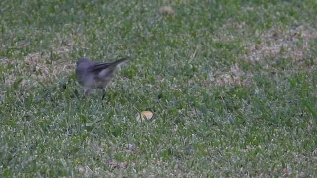 Cape Wagtail - ML548303151