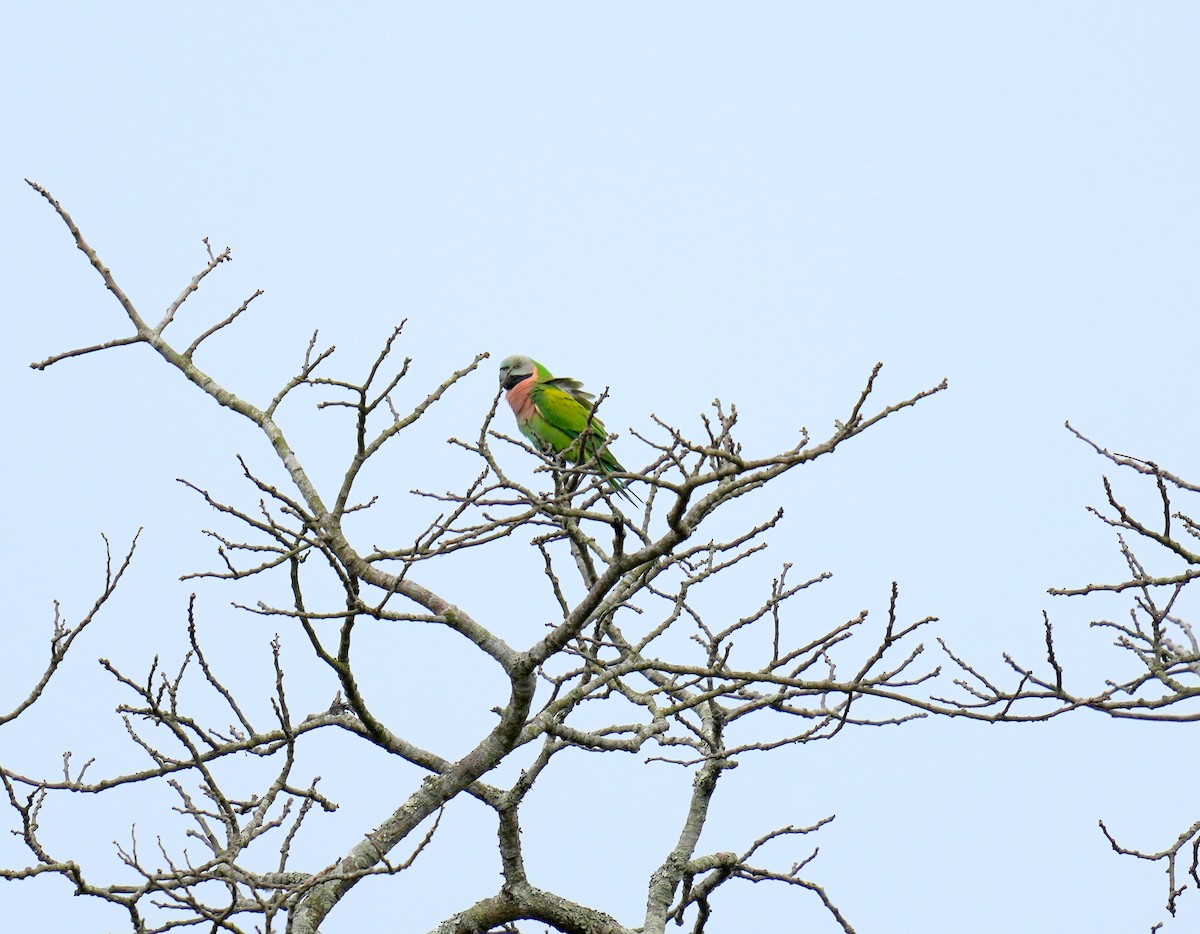 Red-breasted Parakeet - ML548303461