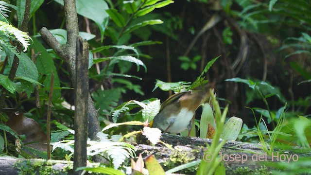 White-eared Ground-Sparrow - ML548304261