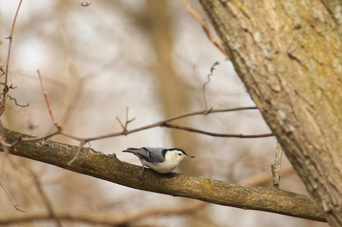 White-breasted Nuthatch (Eastern) - ML54830451