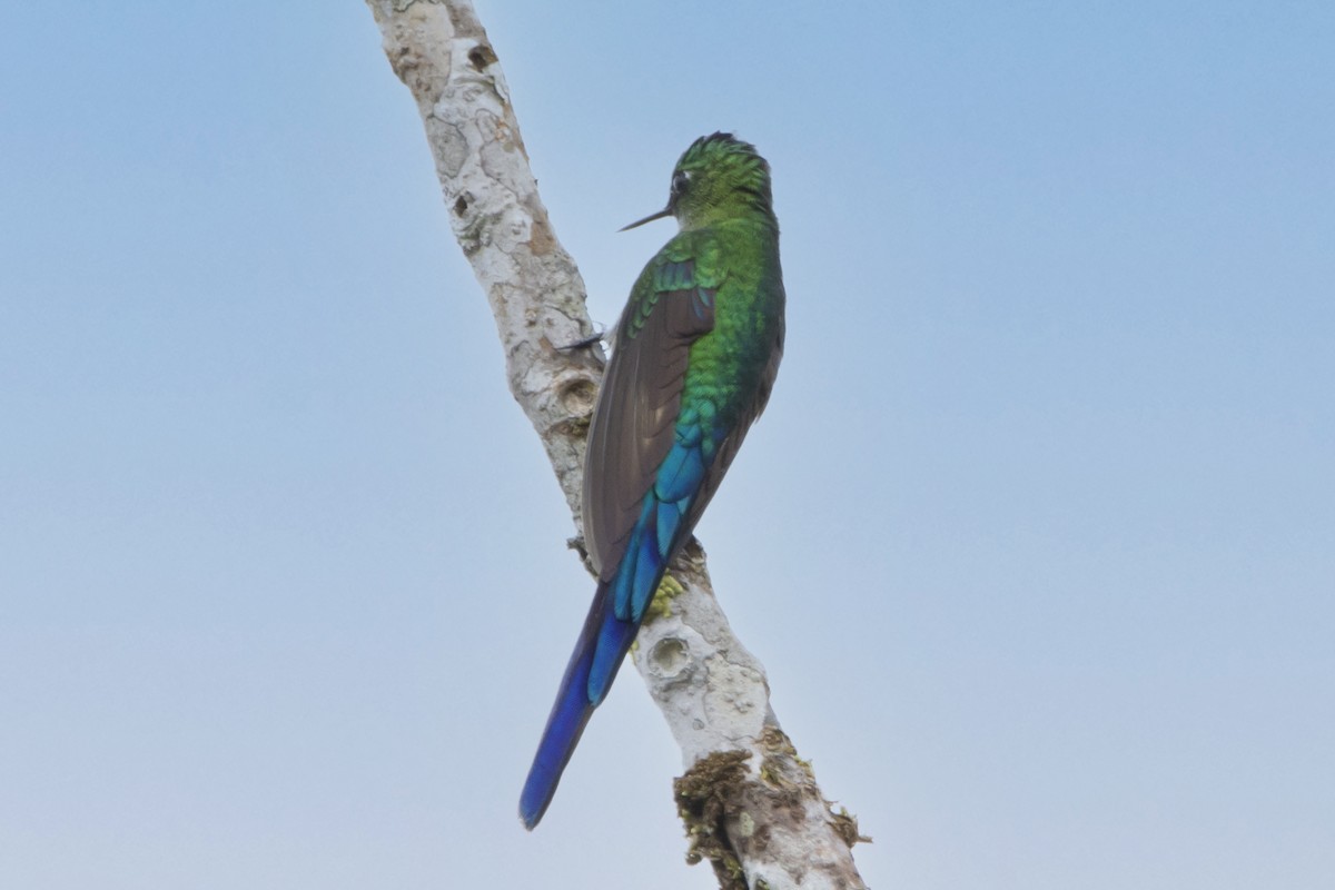 Long-tailed Sylph - ML548305551