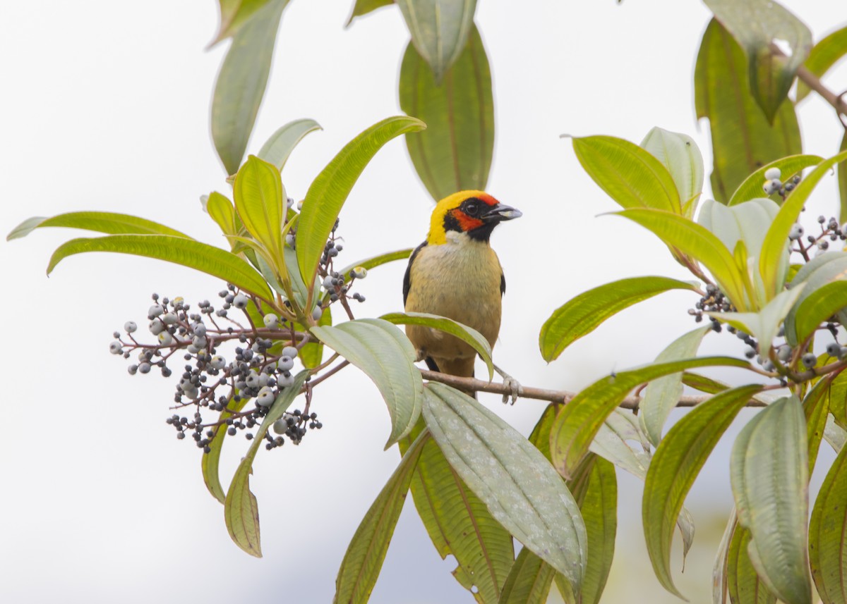 Flame-faced Tanager - ML548306571