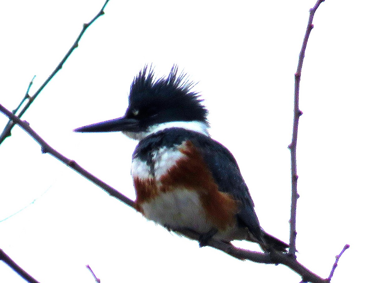 Belted Kingfisher - ML548308701