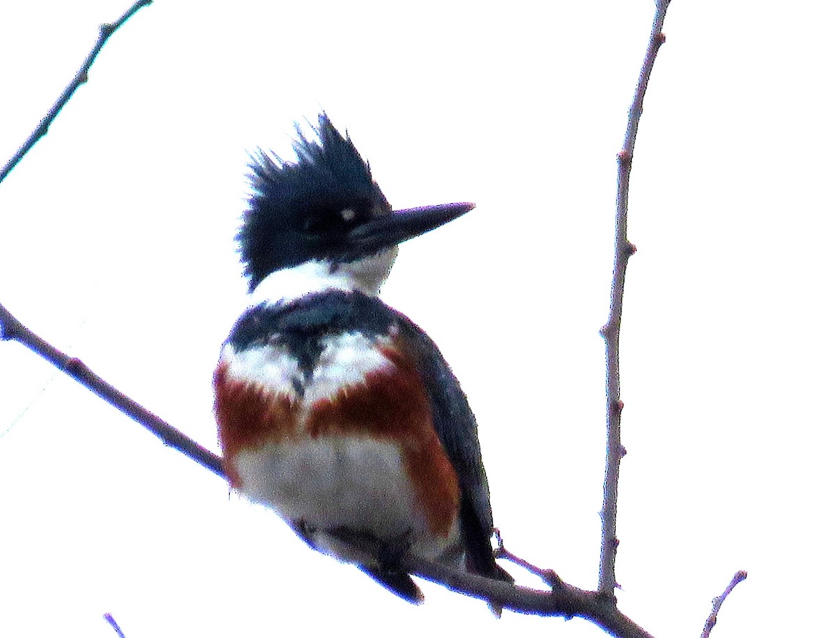 Belted Kingfisher - ML548308711