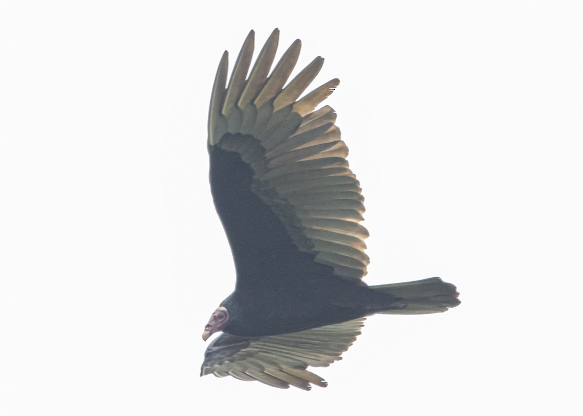 Turkey Vulture - ML548308841