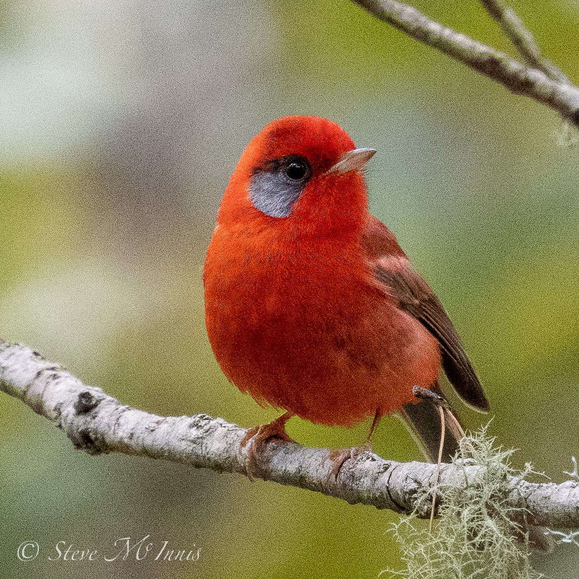 Red Warbler (Gray-cheeked) - ML548309091