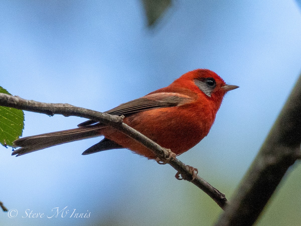 Red Warbler (Gray-cheeked) - ML548309101
