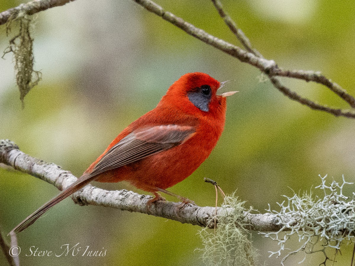Red Warbler (Gray-cheeked) - ML548309111