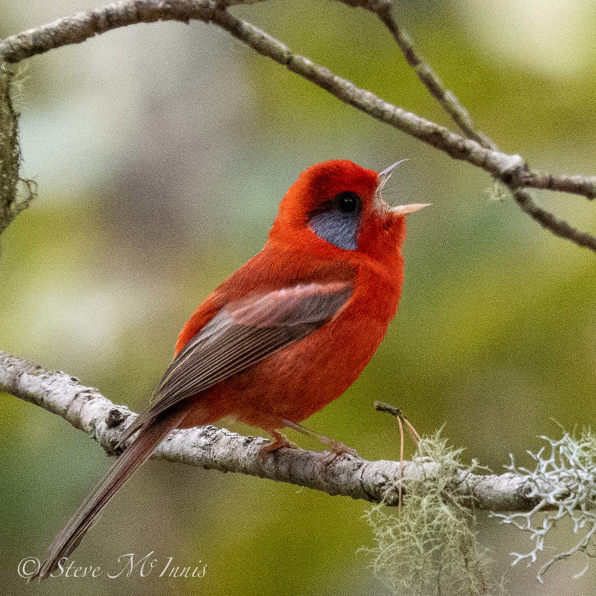 Red Warbler (Gray-cheeked) - ML548309121