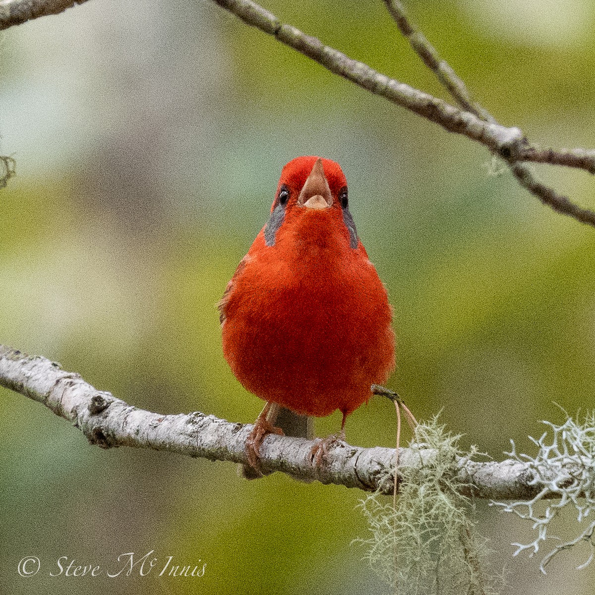 Red Warbler (Gray-cheeked) - ML548309131