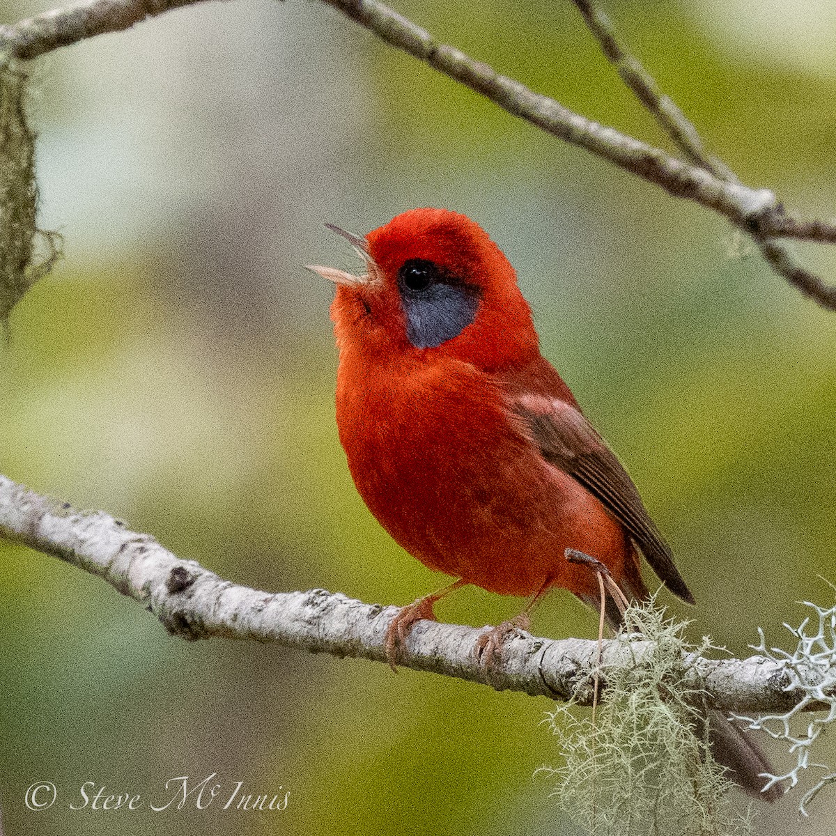 Red Warbler (Gray-cheeked) - ML548309141