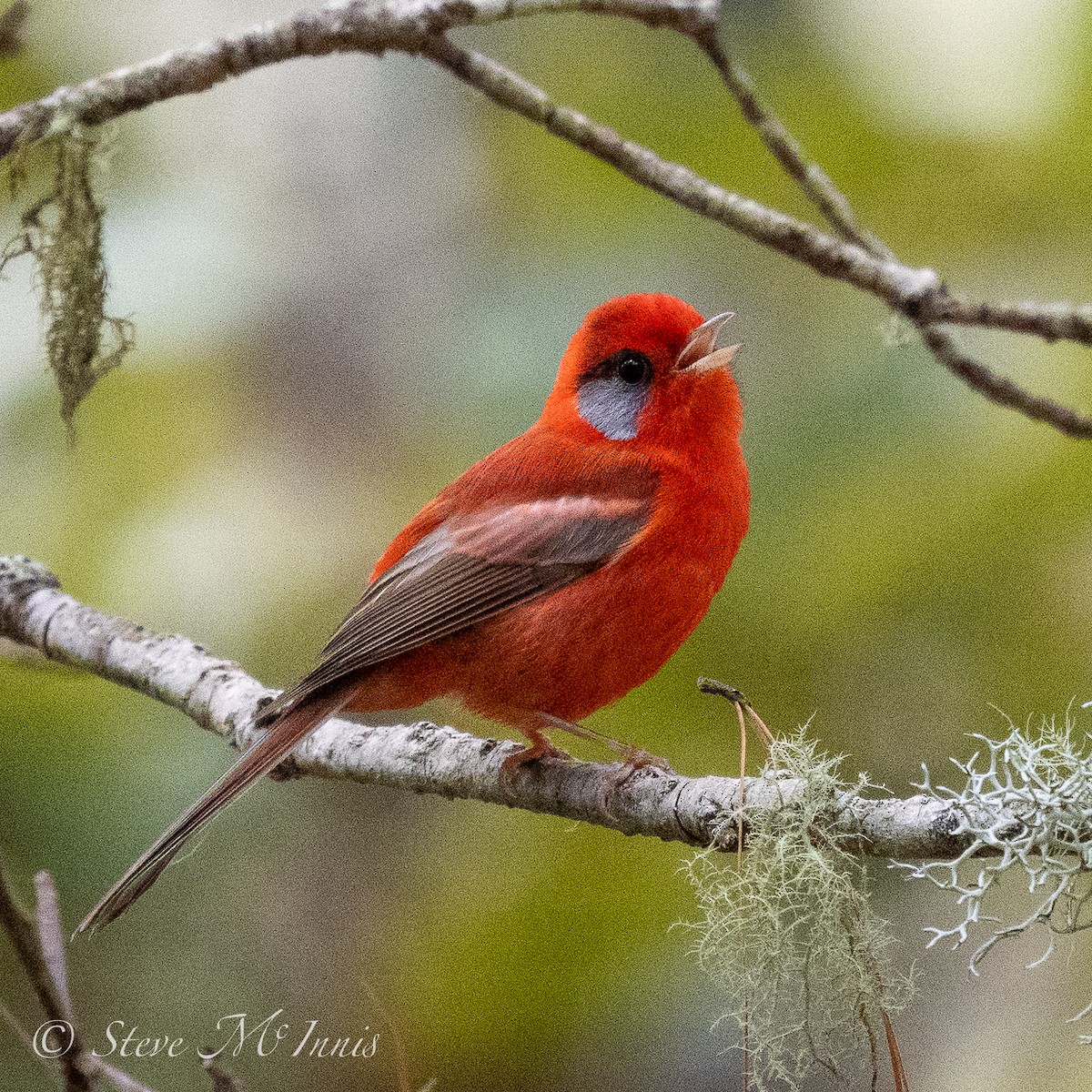 Red Warbler (Gray-cheeked) - ML548309161
