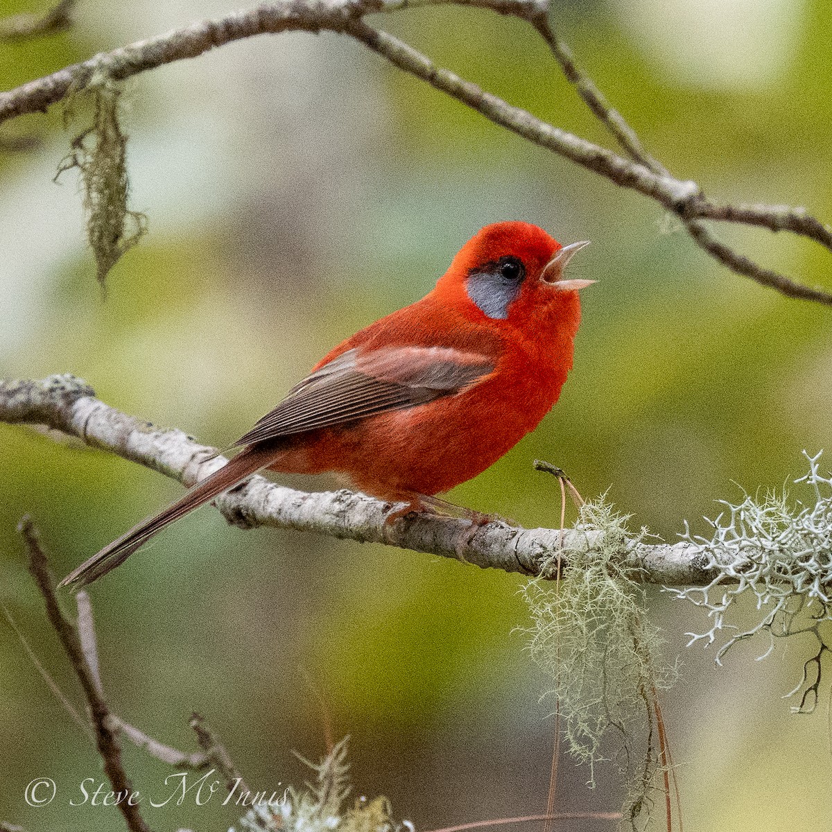 Red Warbler (Gray-cheeked) - ML548309171