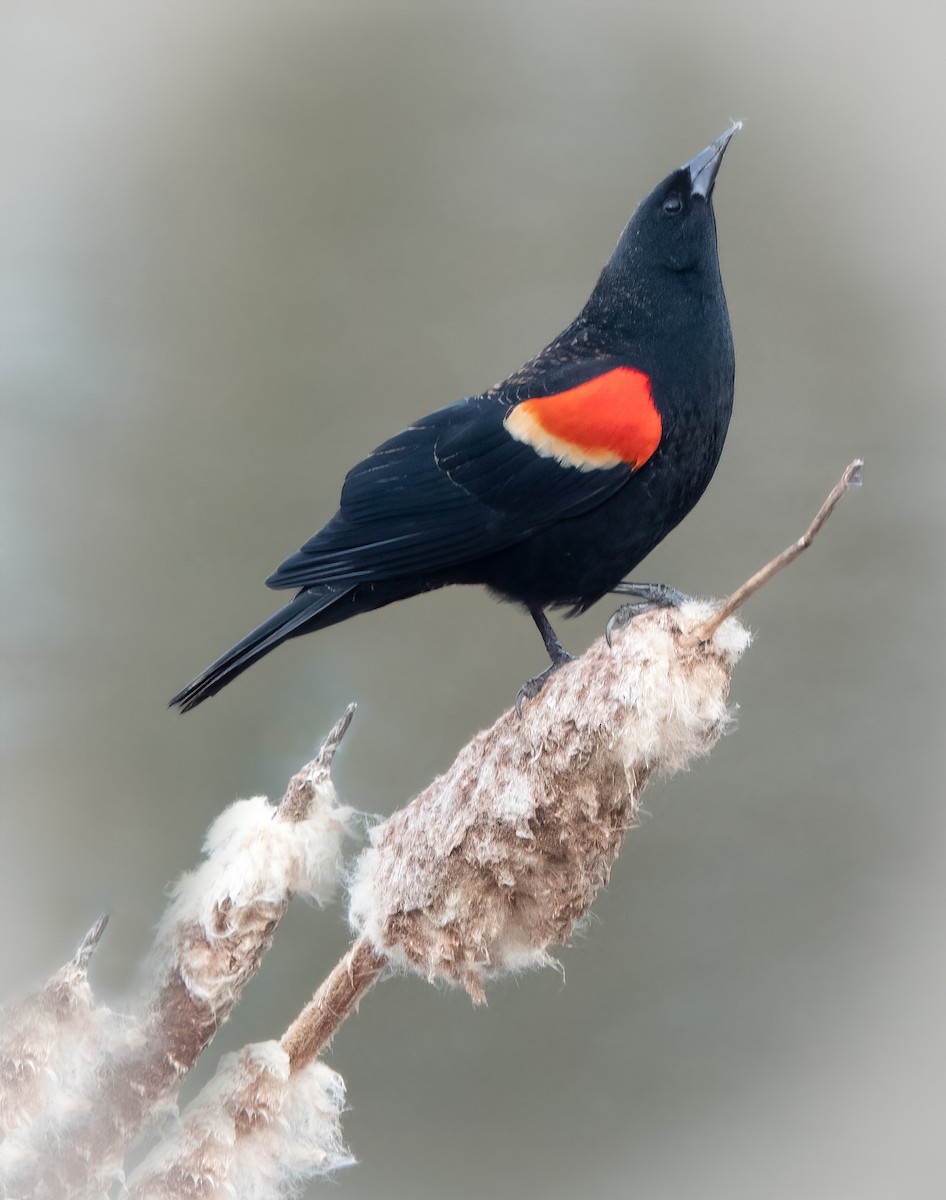 Red-winged Blackbird - ML548314971