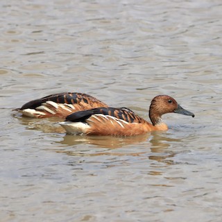Fulvous Whistling-Duck, ML548315381
