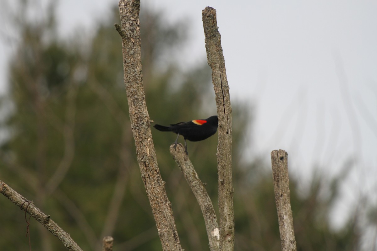 Red-winged Blackbird - ML548316681