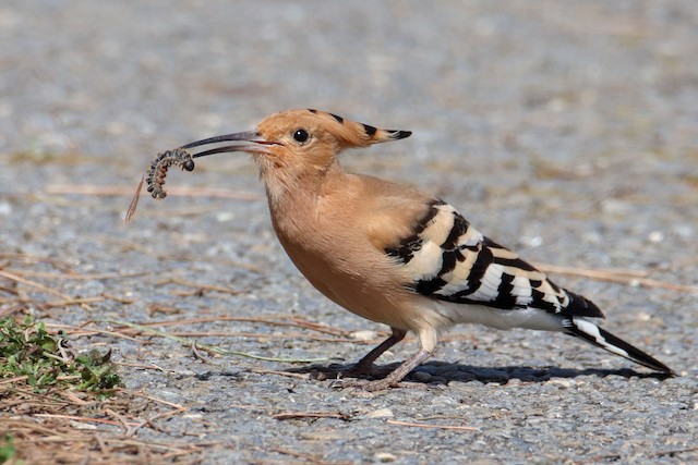 Bird feeding on a caterpillar. - Eurasian Hoopoe - 