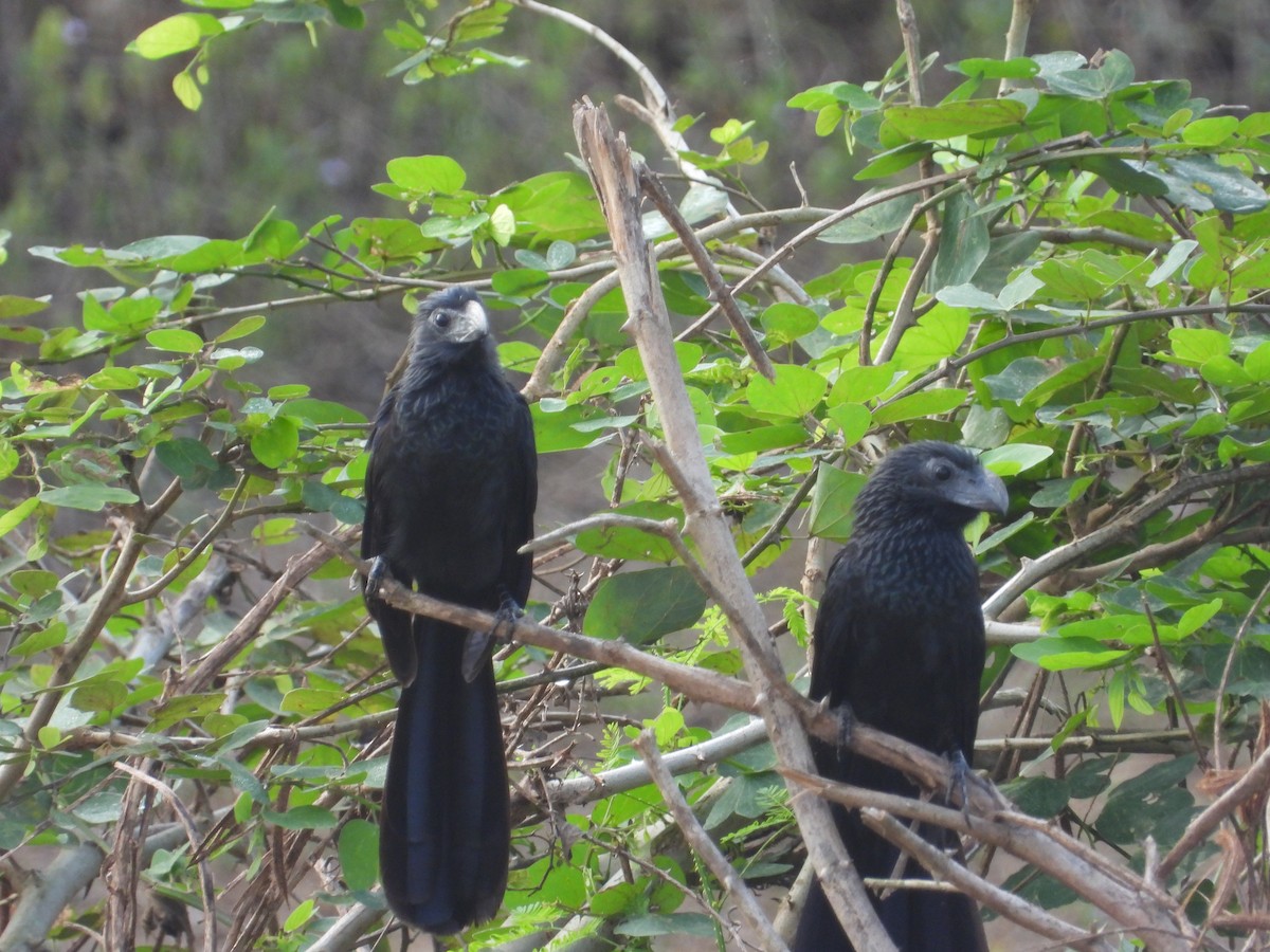 Smooth-billed/Groove-billed Ani - ML548331761