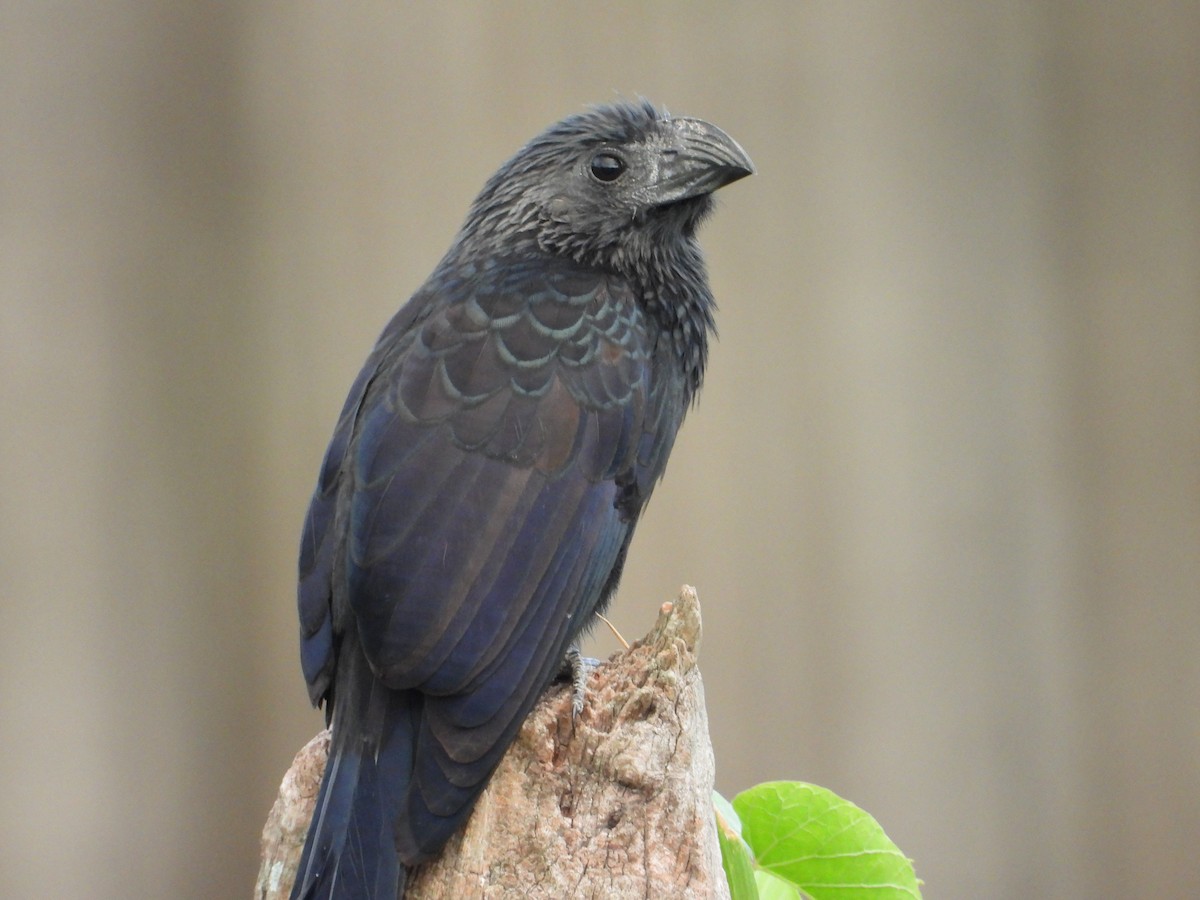 Smooth-billed/Groove-billed Ani - ML548331771