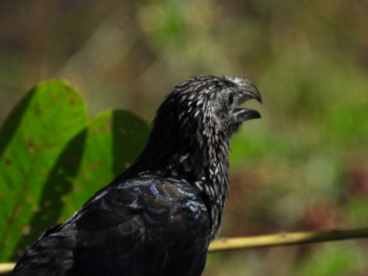 Smooth-billed/Groove-billed Ani - ML548331781