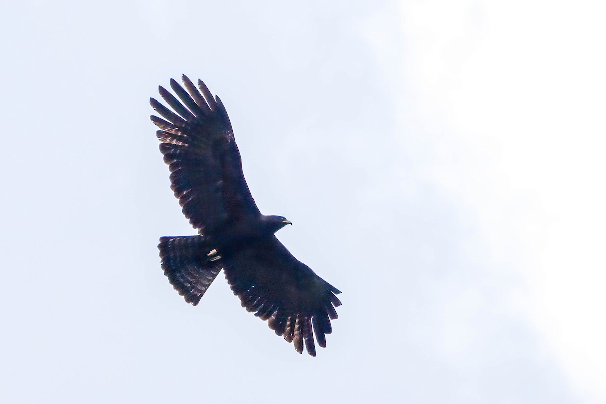 Black Eagle - Gustino Lanese