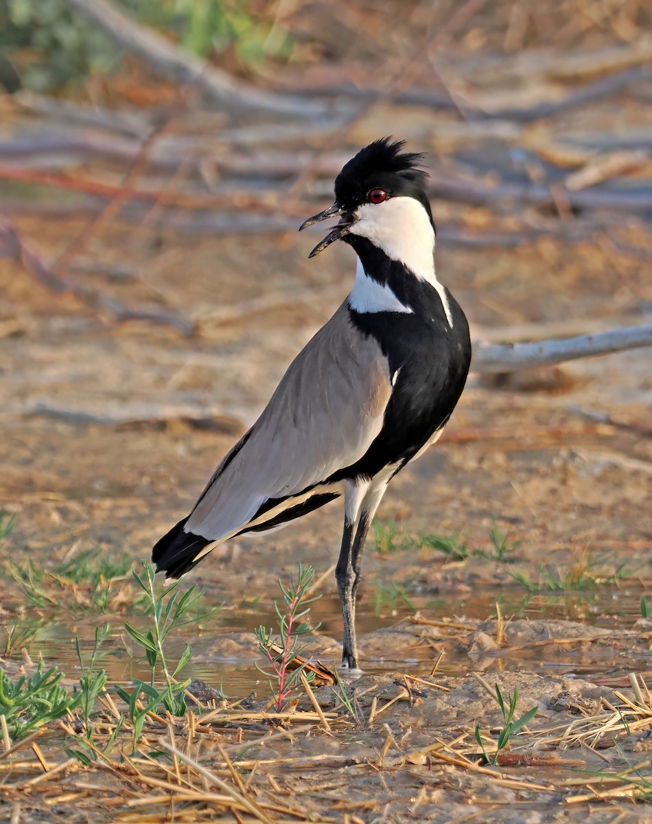 Spur-winged Lapwing - ML548344261