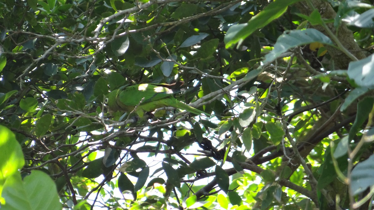 Olive-throated Parakeet - ML54834521