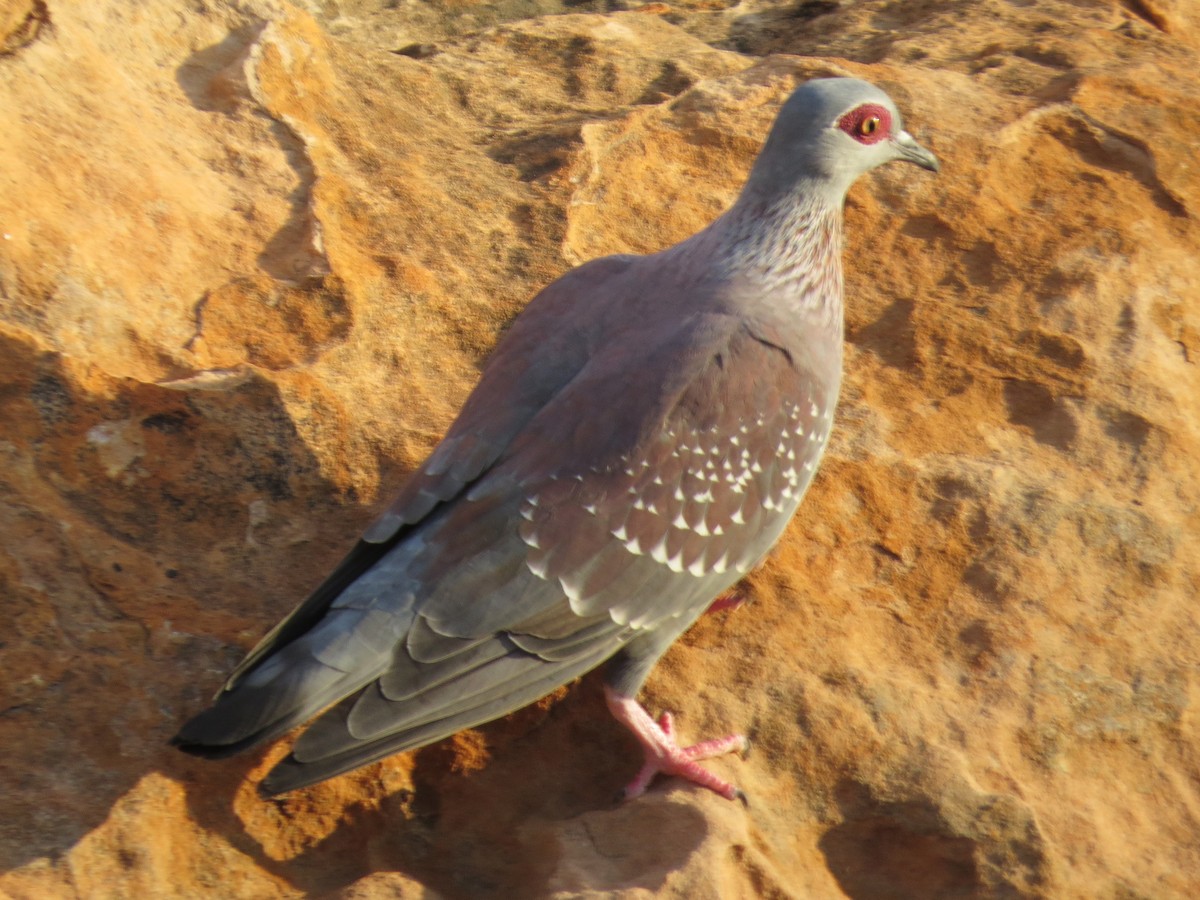 Speckled Pigeon - ML548346751