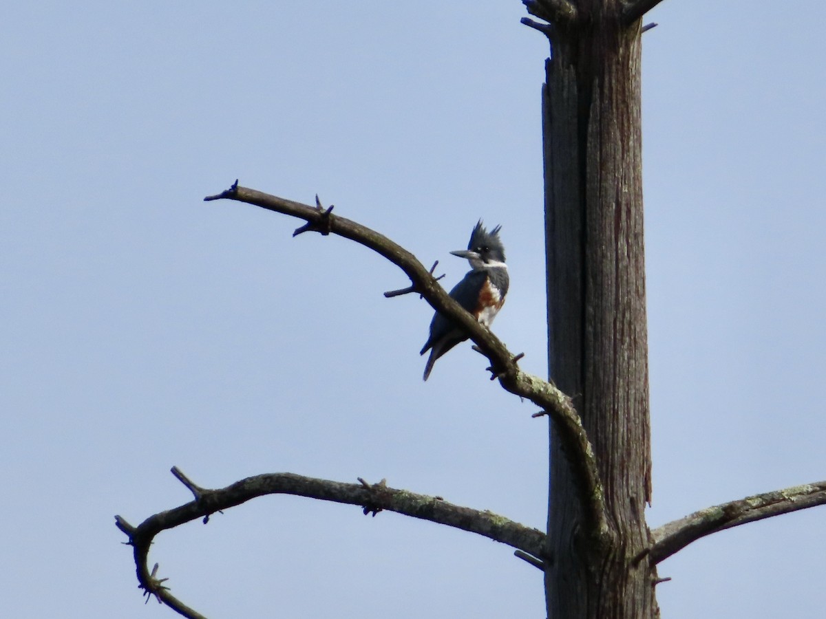 Belted Kingfisher - ML548346961