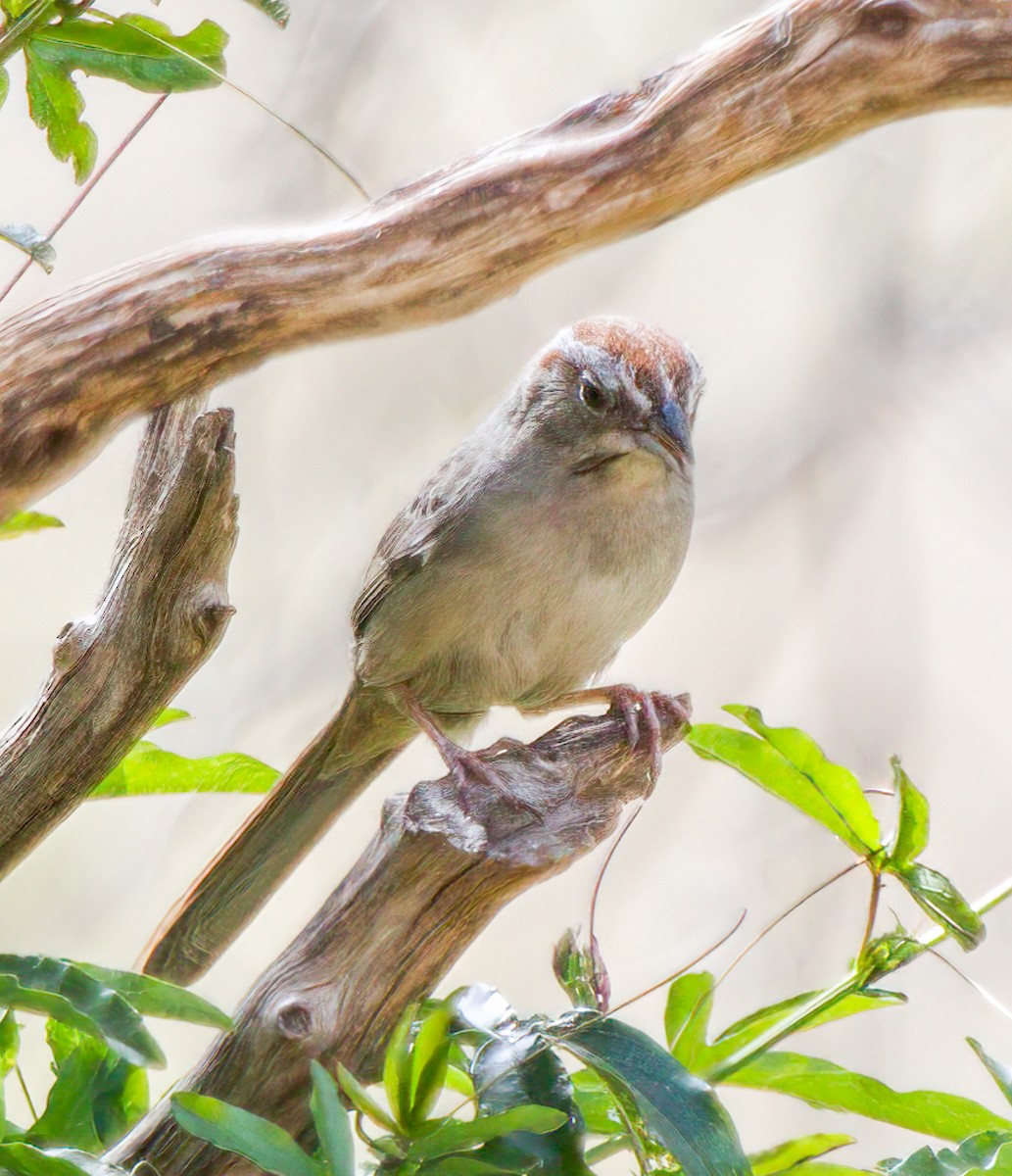 Rufous-crowned Sparrow - ML548352551